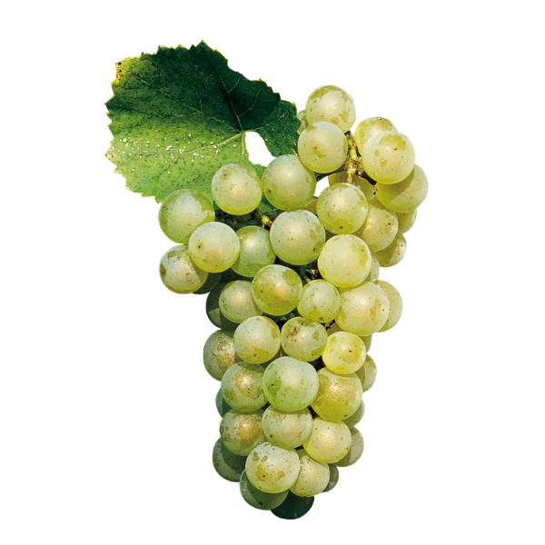 Chardonnay