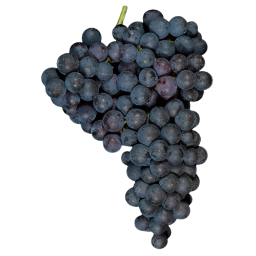 Petit Verdot