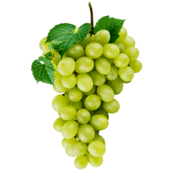 Sauvignon Blanc