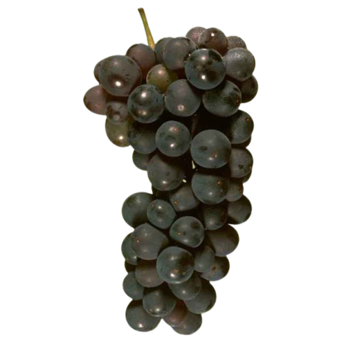 Carignan