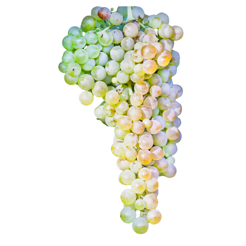 Garganega