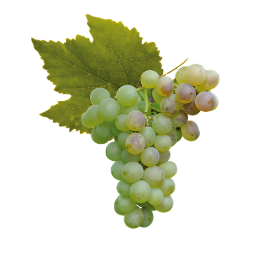 Malvasia