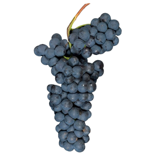 Nebbiolo