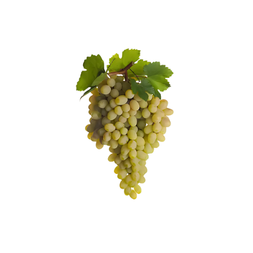 Verdejo