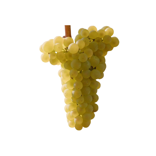 Vermentino